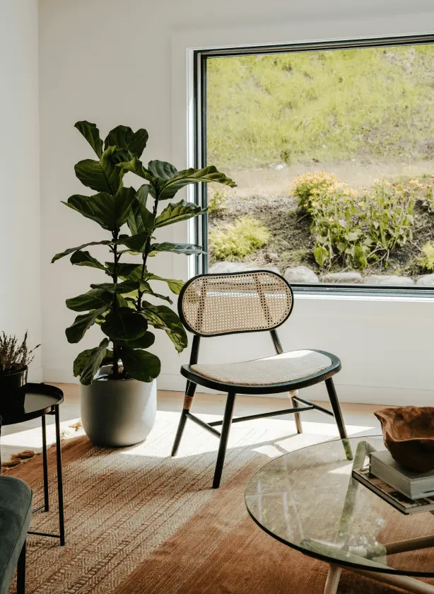 Rattan chair by a window with indoor plant